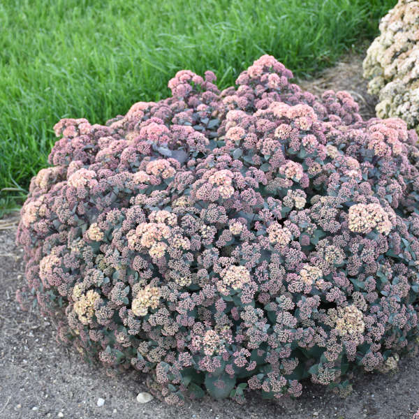 Sedum 'Spellbound' Autumn Stonecrop