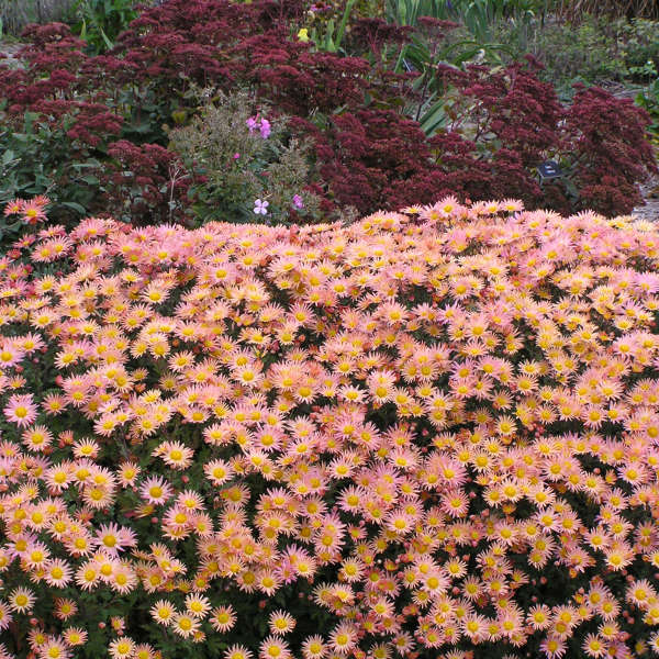 Chrysanthemum 'Samba' Hardy Garden Mum