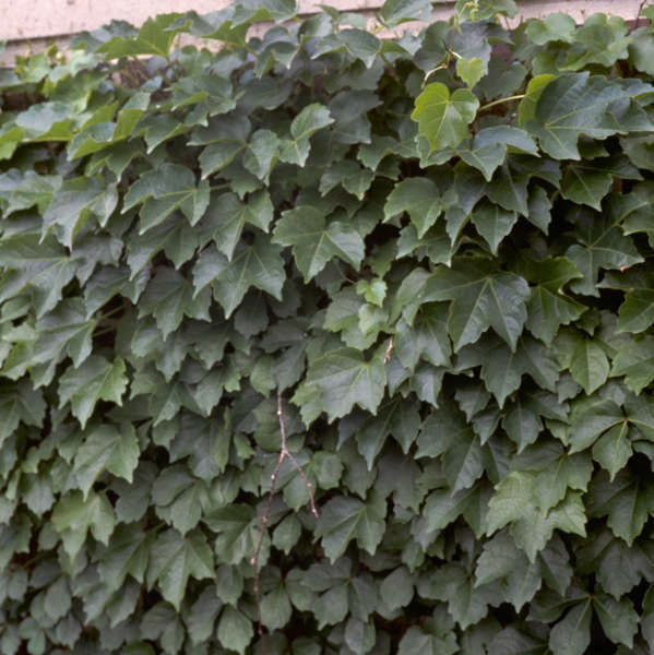 Parthenocissus 'Robusta' Boston Ivy