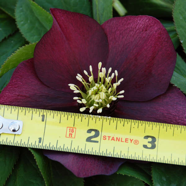 Helleborus 'Red Racer' Lenten Rose