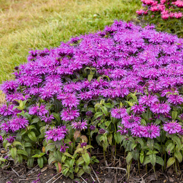 Monarda 'Leading Lady Plum' Bee Balm