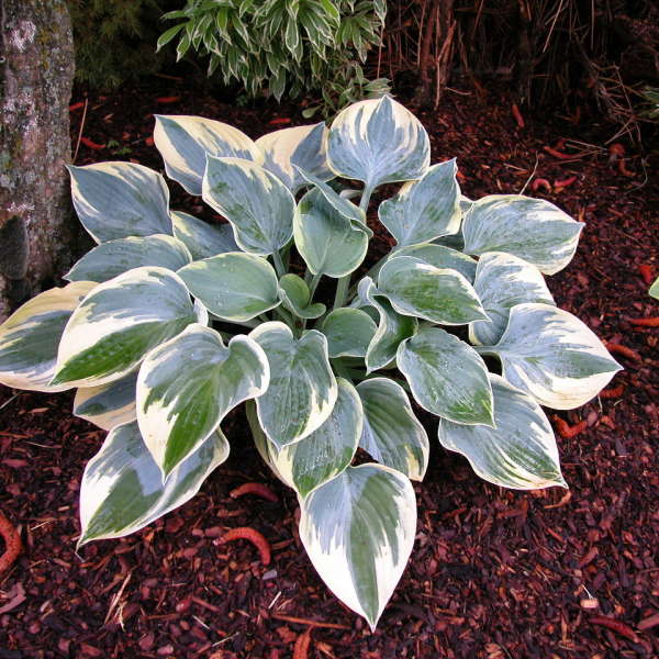 Hosta 'Aristocrat' PP11286 | Perennial Resource