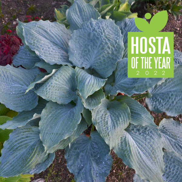 Hosta 'Diamond Lake' Hosta
