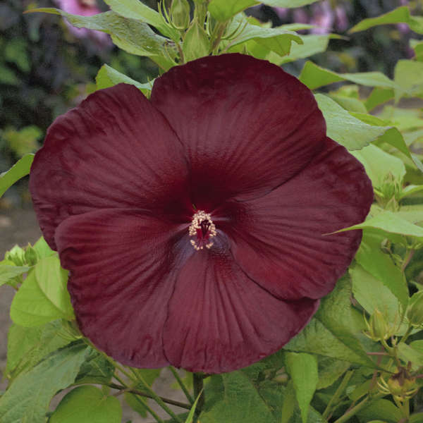 Hibiscus 'Heartthrob' Rose Mallow
