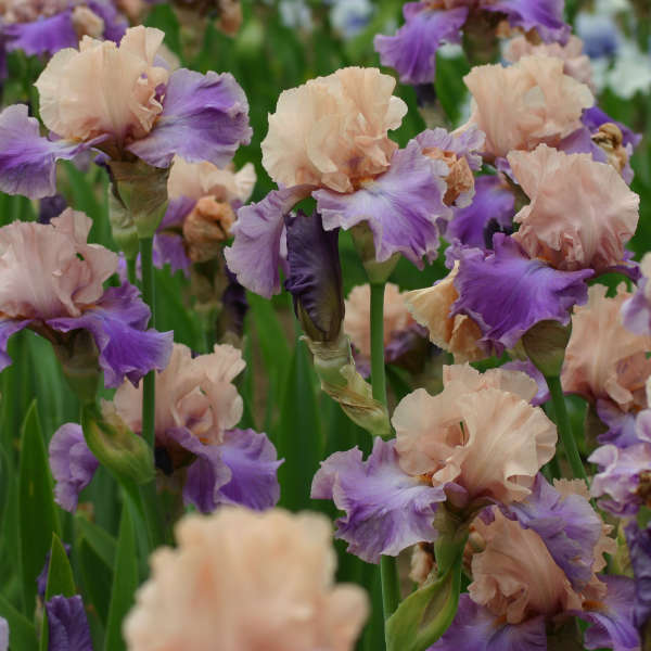 Iris 'Poem of Ecstasy' Tall Bearded Iris