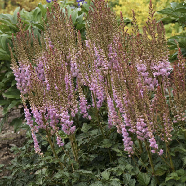 Astilbe chinensis 'Valerie' PP19855 | Perennial Resource