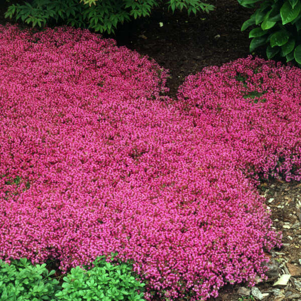 Thymus 'Coccineus' Red Creeping Thyme