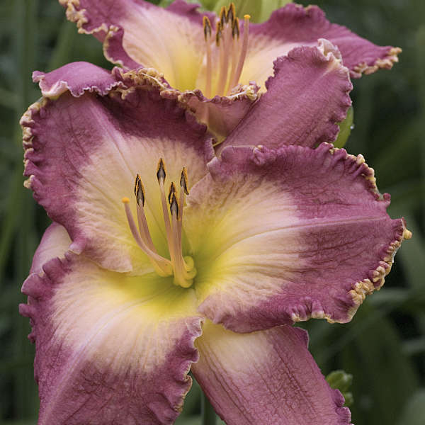 hemerocallis-spiritual-corridor-perennial-resource