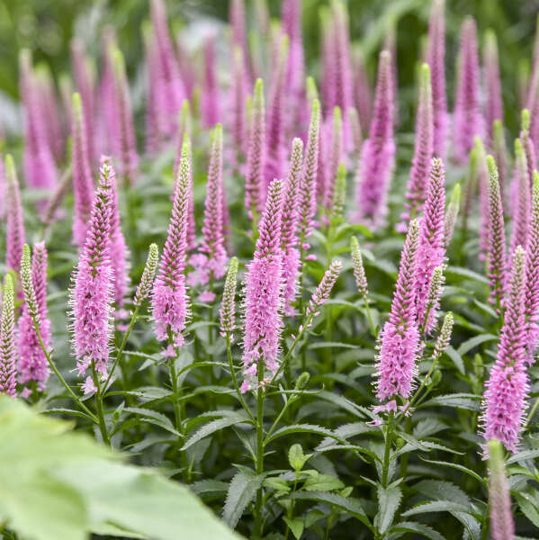 Veronica 'Jedi Gem' PPAF | Walters Gardens, Inc.