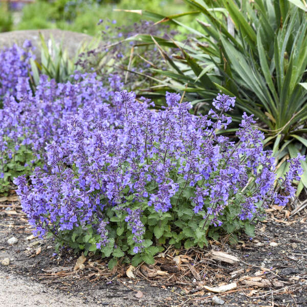 Nepeta 'Catwalk Queen' Catmint