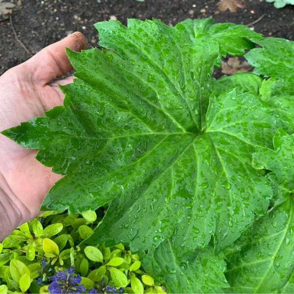 Mukdenia 'Fusion of Fire' Oredenia