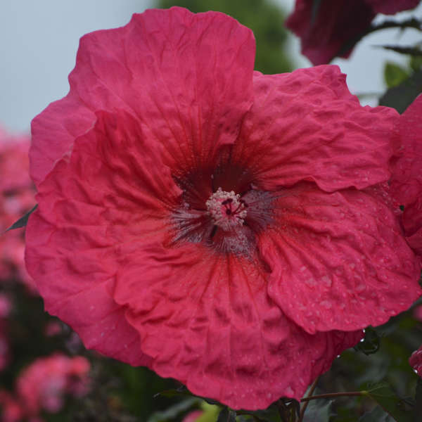 Hibiscus 'Plum Fantasy' Rose Mallow