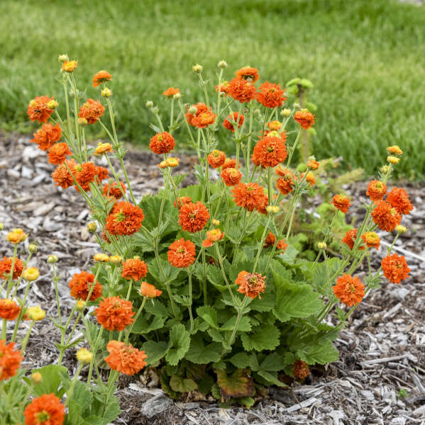 garden planters ceramic Solid Goods main image 1