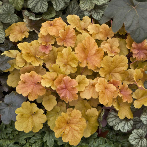 Heuchera 'Christa' Coral Bells