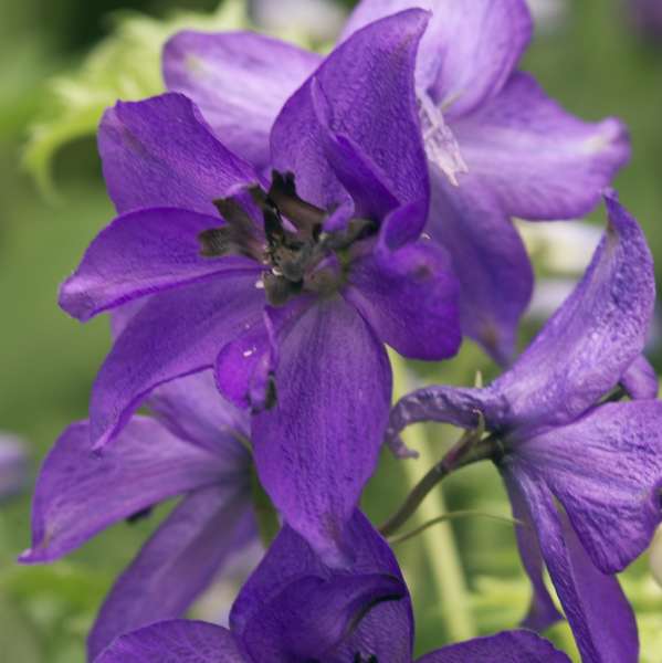 Delphinium 'Black Knight' Delphinium