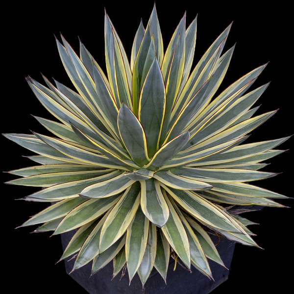 Agave 'Snow Glow' Agave