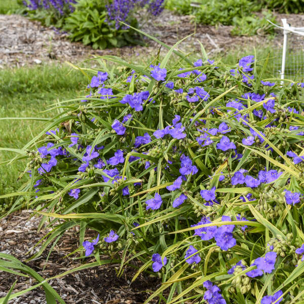 Tradescantia 'Web Designer' Spiderwort