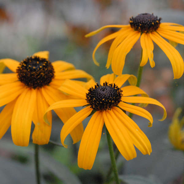 Rudbeckia fulgida var. fulgida Black-Eyed Susan