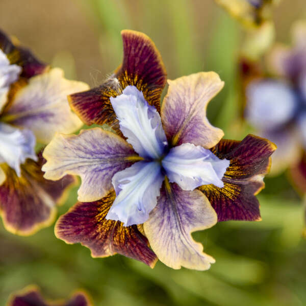 Iris sibirica 'Black Joker' | Walters Gardens, Inc.