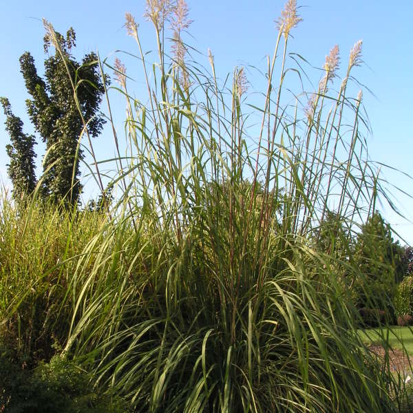Erianthus Ravennae Perennial Resource