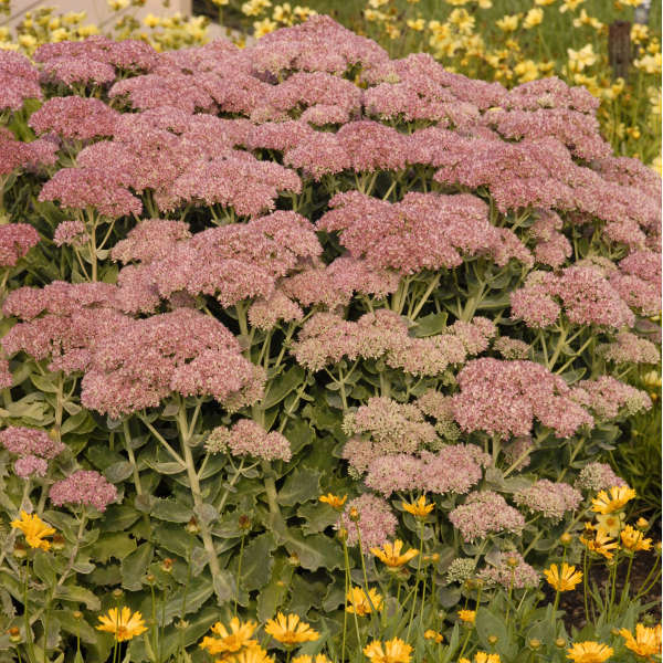 Sedum 'T Rex' Autumn Stonecrop