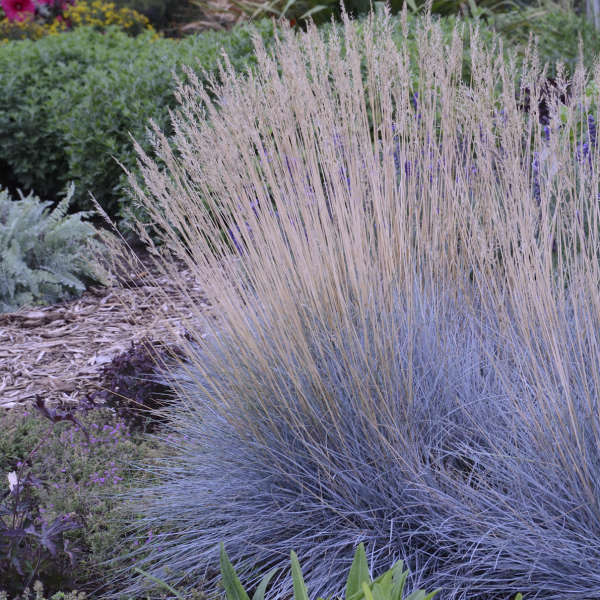 Festuca 'Elijah Blue' Blue Fescue