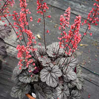 Heuchera 'Glazed and Infused'