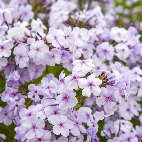 Phlox 'Opening Act Pink-a-Dot' Hybrid Phlox