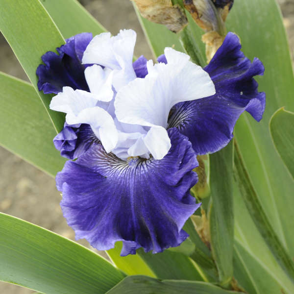 Iris 'World Premier' Tall Bearded Iris