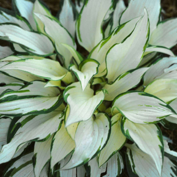 Hosta 'White Christmas' Hosta