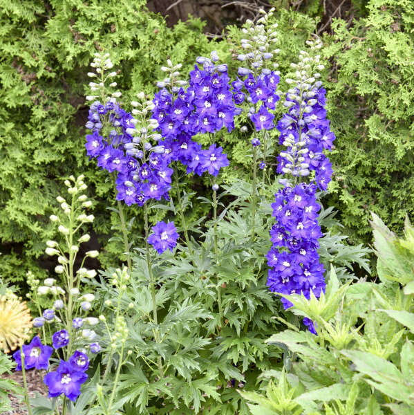 Delphinium 'Violets Are Blue' Hybrid Bee Delphinium