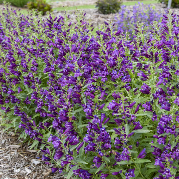 Penstemon 'Dark Amethyst' Bearded Penstemon