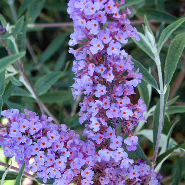 Buddleia 'Nanho Blue' Butterfly Bush