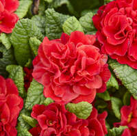 Primula 'Scarletta'