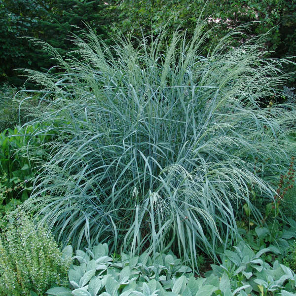 Panicum 'Dewey Blue' Bitter Switch Grass