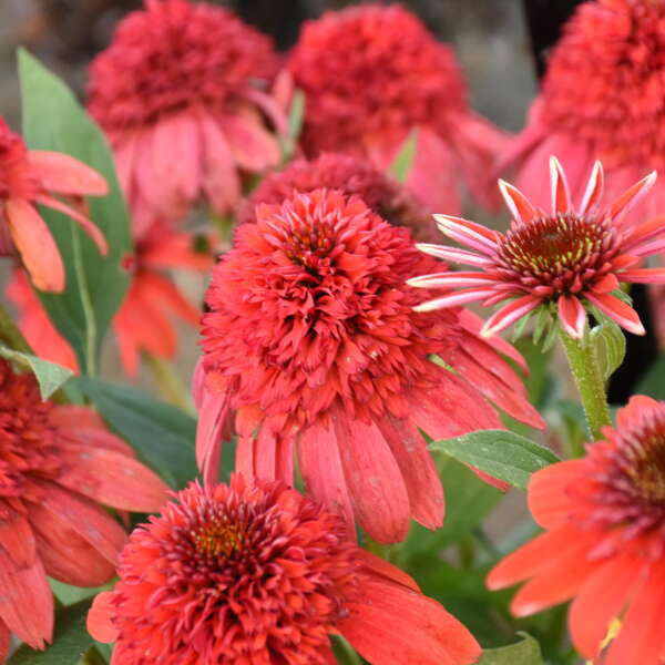 Echinacea 'Jamberry' Coneflower