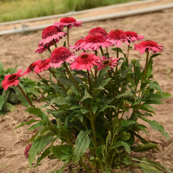 Echinacea 'Coral Cranberry' Coneflower