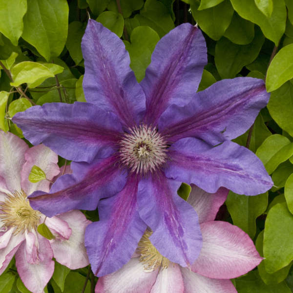 Clematis 'Fireworks' Clematis