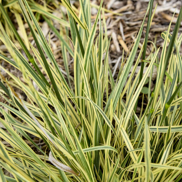 Festuca 'Perfect Edging' Tall Fescue