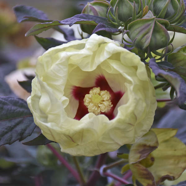Hibiscus 'French Vanilla' Rose Mallow