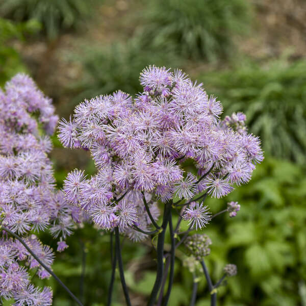 Thalictrum 'Cotton Candy' Meadow Rue