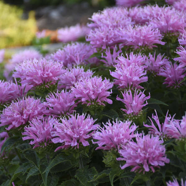 Monarda 'Pink Frosting' Bee Balm