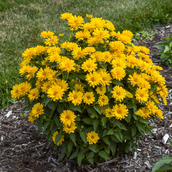 Heliopsis ATHENA GOLD™ False Sunflower