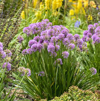 Allium 'All the Buzz'