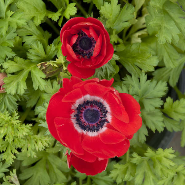 Anemone Harmony Series - Scarlet Grecian Windflower