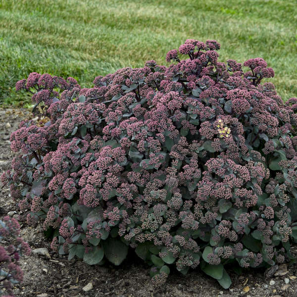 Sedum 'Spellbound' Autumn Stonecrop