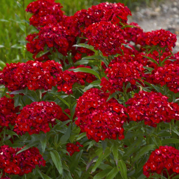 Dianthus 'Scarlet Fever' Perennial Sweet William