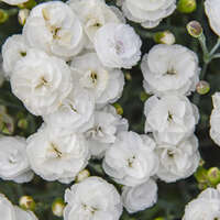 Dianthus 'Whipped Cream'