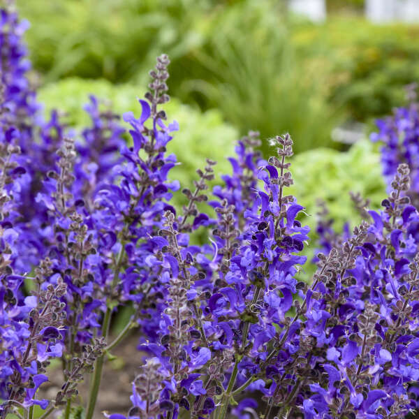 Salvia 'Dark Sky' Perennial Salvia