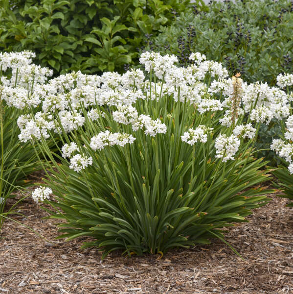 Agapanthus 'Galaxy White' Lily of the Nile